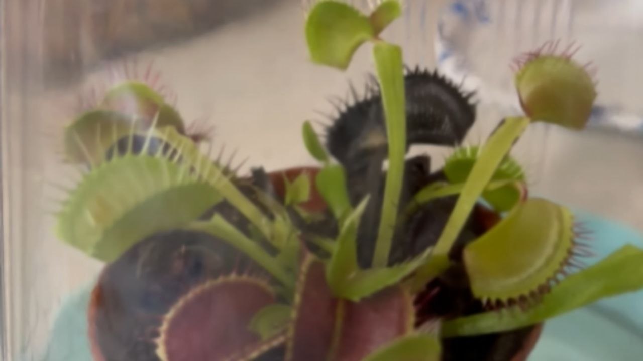 'This is so incredible!' - Toddler's reaction on Hungry Venus flytrap snapping shut on a fly