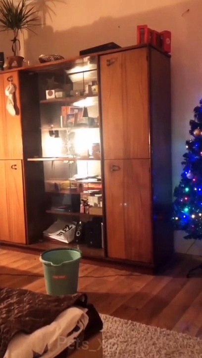 Cat dog funny video