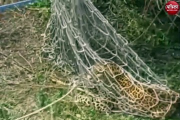 Video: जंगली सूअर को पकड़ने के लिए बिछाया जाल, फंस गया तेंदुआ