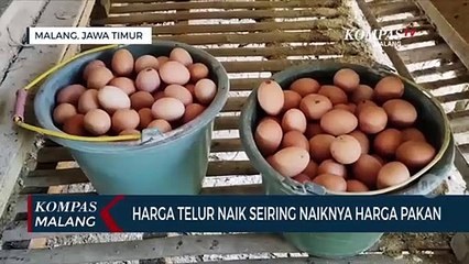 Video herunterladen: Harga Telur Naik Seiring Naiknya Harga Pakan Ayam