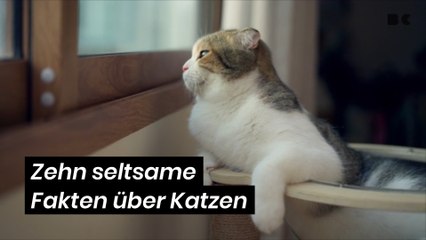 Zehn seltsame Fakten über Katzen