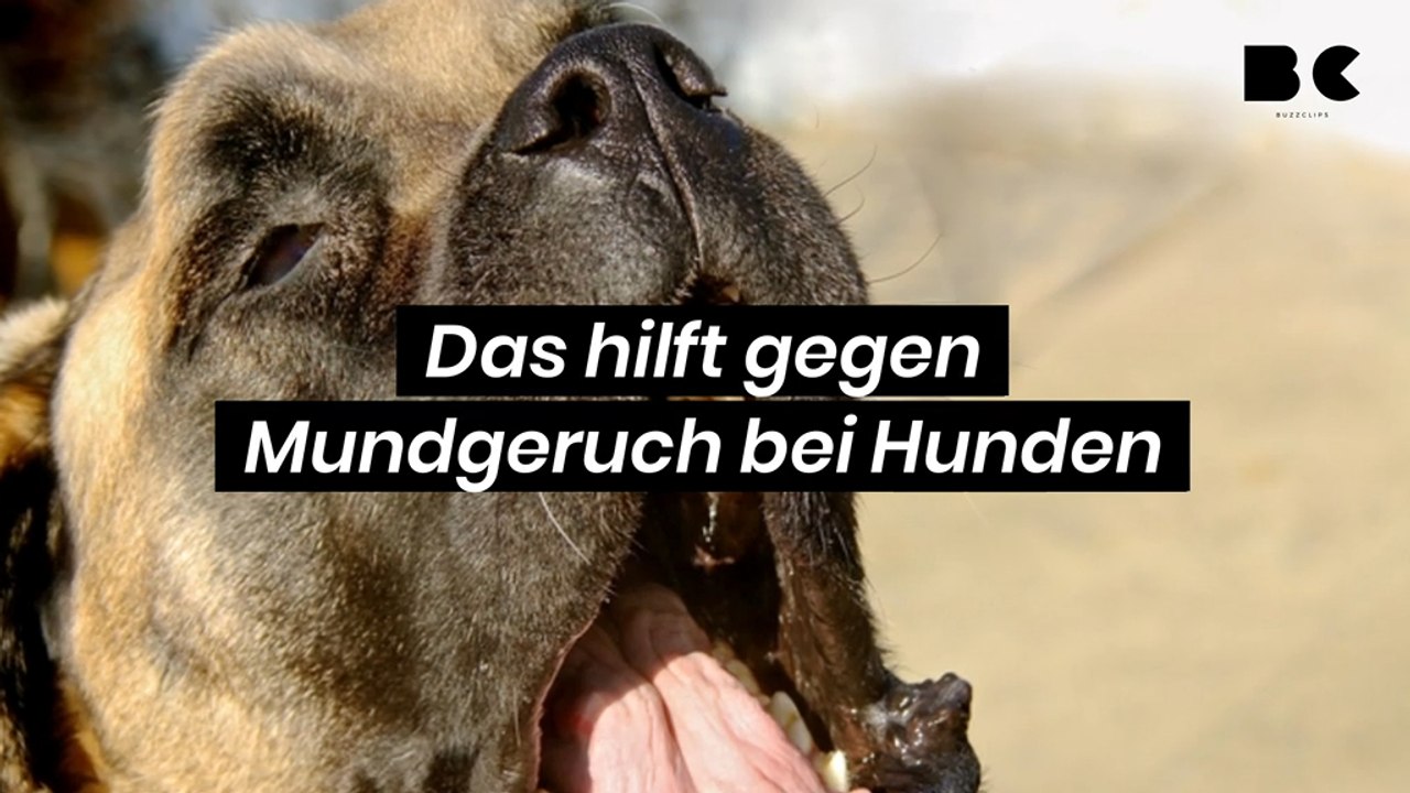 Das hilft gegen Mundgeruch bei Hunden