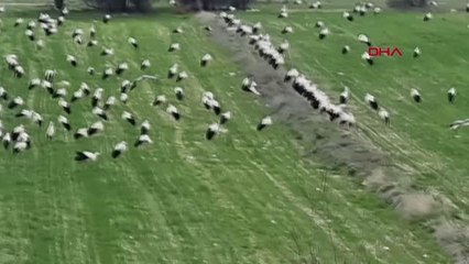 Göç yolundaki leylekler Domaniç'te mola verdi