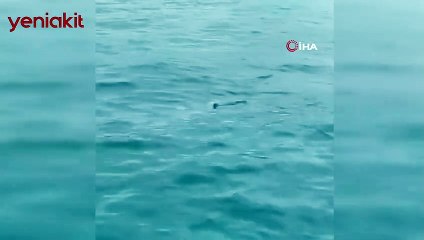 İstanbul Boğazı'nda ortaya çıktı! Vatandaşları şaşkına çevirdi
