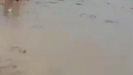 আচমকা ঝড়ো হাওয়ায় সমস্যায় আলু চাষিরা...জলের নীচে আলু...