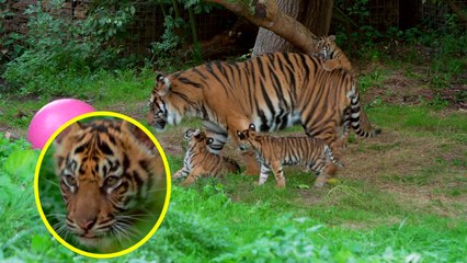 You Won't Believe These Tiger Triplets Names!!