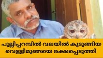 വലയില്‍ കുടുങ്ങിയ വെള്ളിമൂങ്ങയെ രക്ഷപ്പെടുത്തി സന്നദ്ധ പ്രവര്‍ത്തകന്‍