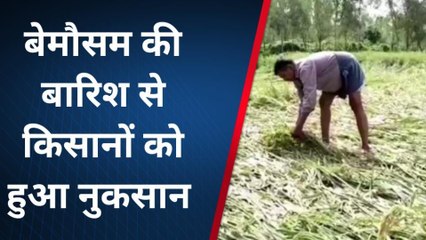 बरेली: किसानों पर कुदरत का कहर, बारिश ने फेरा अरमानों पर पानी, नुकसान का सर्वे शुरू