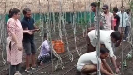 कम जमीन में कैसे करे ज्यादा फसलें पैदा,देखें किसान का मल्टी लेयर फार्मूला