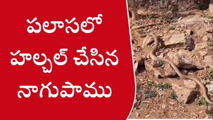 పలాస: నాగుపాము హల్చల్