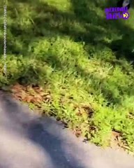 When Nature Meets Jogger: Epic Chase in the Park