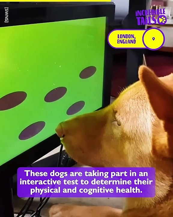Science Says: Playing Video Games Could Be Good for Your Dog's Brain!