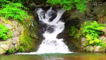 Serene Waterfall Sounds for Deep Sleep and Meditation in Forest