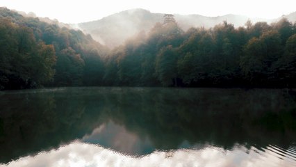 Rainy Birdsong: Relaxing Nature Sounds for Stress Relief and Focus