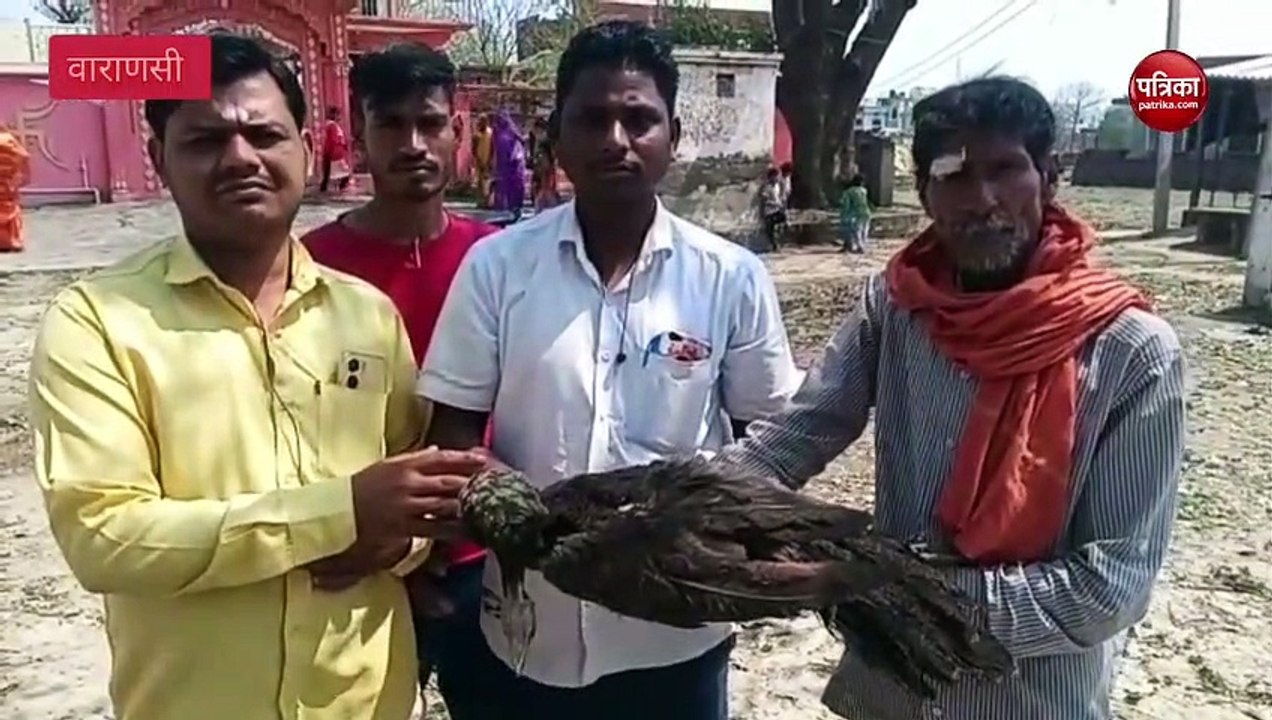 Varanasi : राष्ट्रिय पक्षी मोर की मौत, ग्रामीणों ने वन रक्षक को सौंपा शव