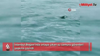 İstanbul Boğazı'nda ortaya çıkan su samuru şaşırttı
