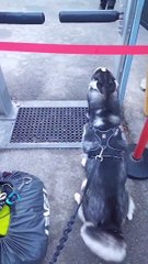 Mais pourquoi ce chien est-il si impatient...