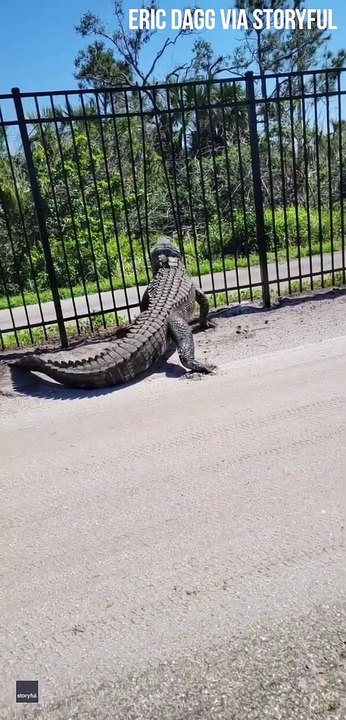 Un énorme crocodile veut traverser une grille en métal... puissant l'animal