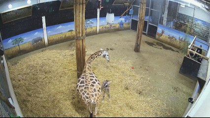 Baby giraffe born at Belgian zoo