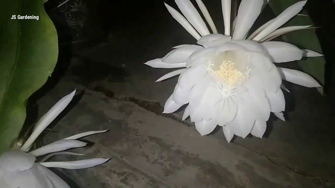 Queen of the night flowers | Blooming Epiphyllum Oxypetalum