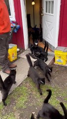 Foster Kitty Feeding Time