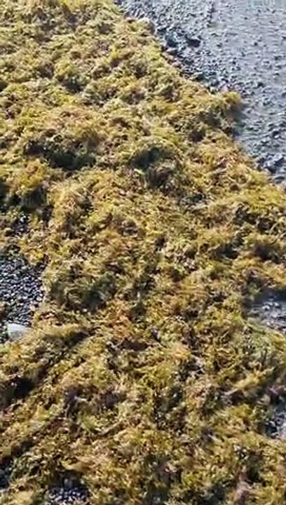 Las algas invaden la playa del Puertito de Güímar