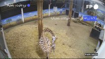 ولادة زرافة في حديقة حيوانات بلجيكية
