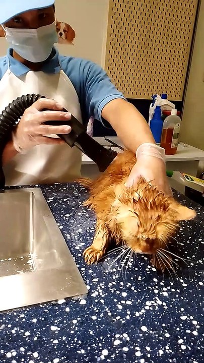 #cat #catsofinstagram #vacation #cats #catstagram #instacat #catlover #dedication #catoftheday #catlovers #cats_of_instagram #education #ilovemycat #catsagram #lovecats #catlife #blackcat #cutecat #catlove #catering #kittycat #instacats #caturday #vacatio