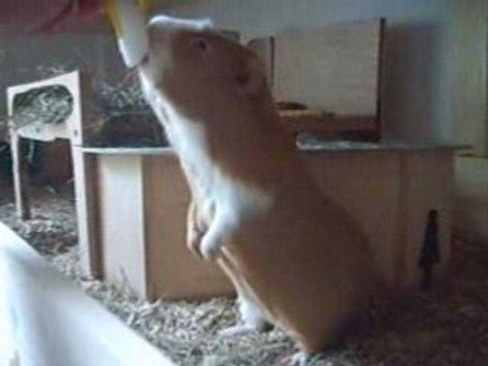ROUBI LECHE LA PIERRE