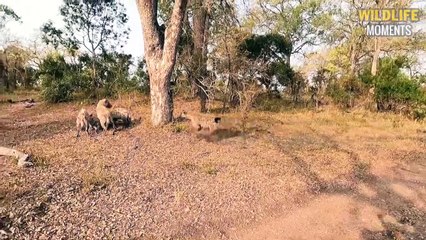 Lions Keep Slaughtering Hyena & 45 Epic Battles Lion Vs Hyena That Never Ends