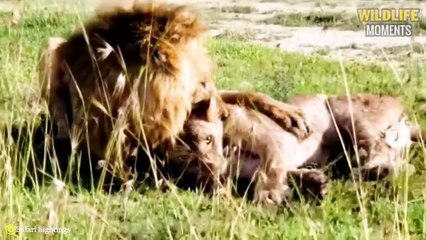 Lion Attack & Eat Lion   45 Brutal Moments Lion Fight To Dea.th Caught On Camera