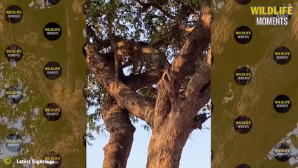 Harsh Life! 45 Last Moments Of The Lion King That Made You Cry