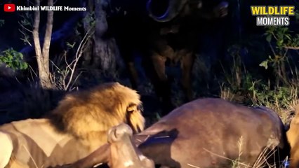 Epic Moments Male LIONS Hunt Their Prey - Wildlife Moments