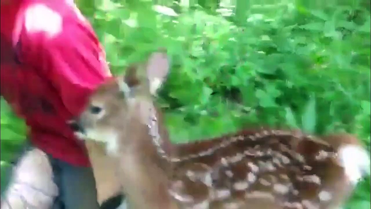 The Cutest Funniest Pet & Animal Home Video Bloopers of 2016 Weekly Compilation   Kyoot Animals