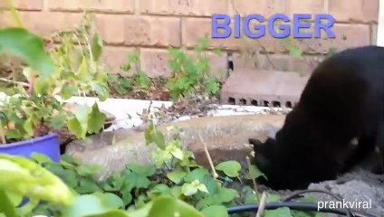 Best Funny and Cute Animals Compilation! - Cute Dogs and Cats