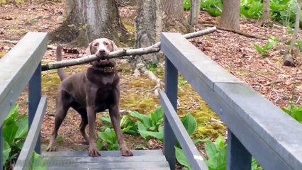 Funny Animals Compilation   Epic Funny Animals Compilation   Best Fail And Crazy Animals 2