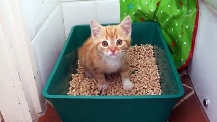 Funny and Cute Cats Compilation 2016! - Cute Kittens