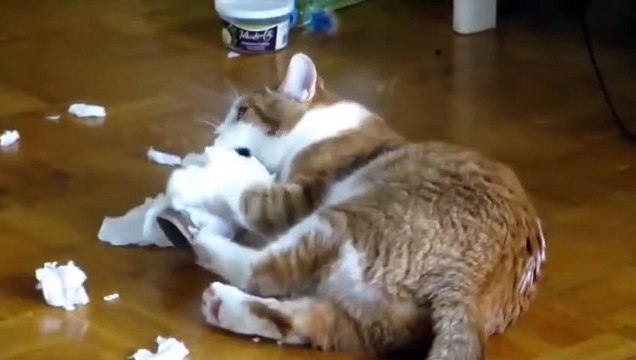 Funny Animal Compilation [Must See] Best Videos Cats Dogs Rabbits 2015 HD