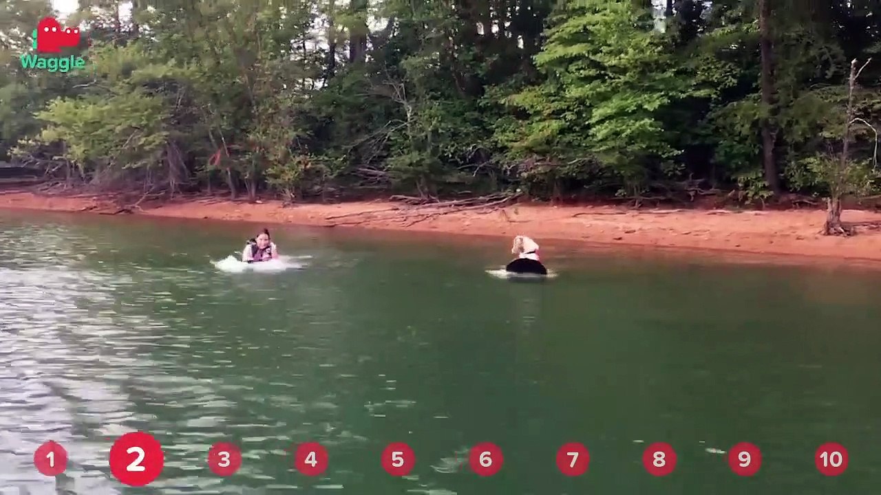 Bear Destroying Signs & Squirrel Riding Fan   Funny Animal Compilation