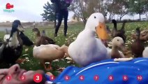 Duck Feeding Frenzy & Smiling Huskies!   Funny Animal Compilation