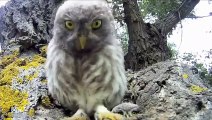 Cute and Funny Owls and Owlets   Funny Best Videos 2015