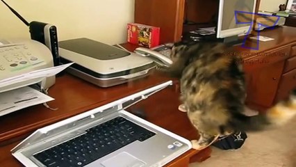 Cats vs printers - Funny and cute cat compilation