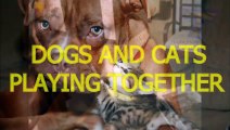 Cute cats and dogs playing together - Funny dog & cat compilation