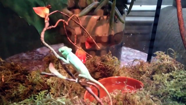 The Funniest Cutest Lizards & Reptiles Bloopers of 2016 Weekly Compilation Kyoot Animals