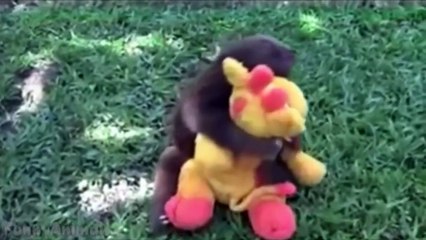 Funny Sloth - Cute and Adorable Baby Sloth   Best Video 2015