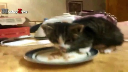 Funny Cats And Kittens Who Dont Want To Share Their Food Compilation [BEST OF]