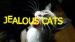 Cute cats feel jealous - Funny jealous cats compilation