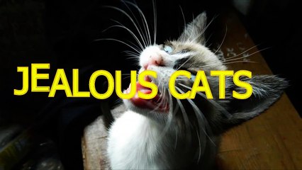 Cute cats feel jealous - Funny jealous cats compilation