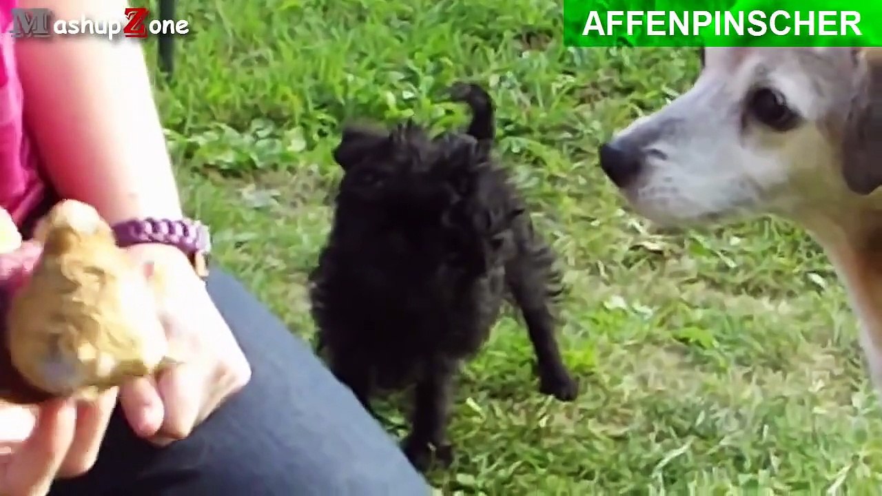 Top 10 Smallest Dogs In The World Compilation [Dog Breeds]