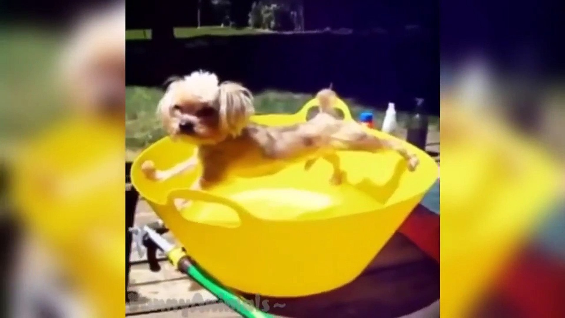 Best Animals Vines - Funny Animals Videos